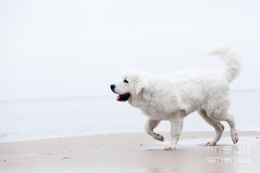 Winter Photograph - Cute white dog walking on the beach #1 by Michal Bednarek