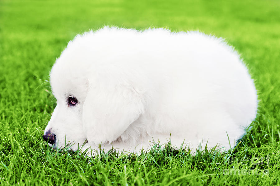 Cute white puppy dog lying on grass #1 Photograph by Michal Bednarek