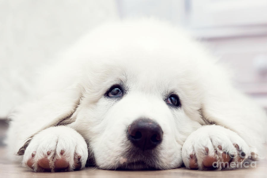 Cute white puppy dog lying on wooden floor #1 Photograph by Michal Bednarek