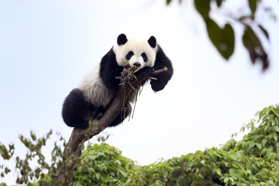 Nature Photograph - Cute Young Panda #1 by King Wu
