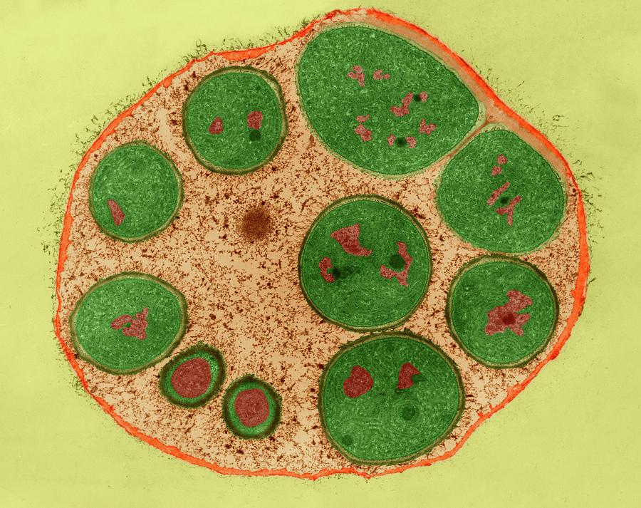Violaceae Photograph - Cyanobacteria Endospores (dermocarpa Sp.) #1 by Dennis Kunkel Microscopy/science Photo Library