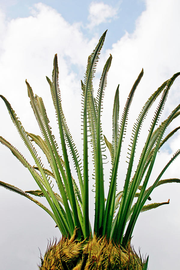 Cycad Leaf Shoots Photograph by Michael Clutson/science Photo Library ...