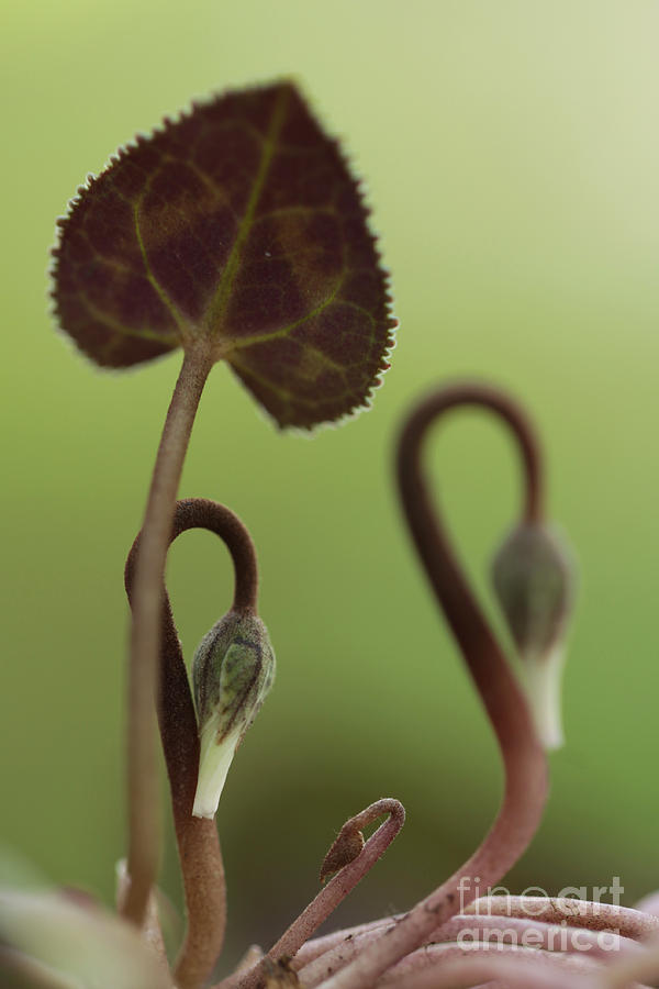 Cyclamen persicum bud #1 Photograph by Alon Meir