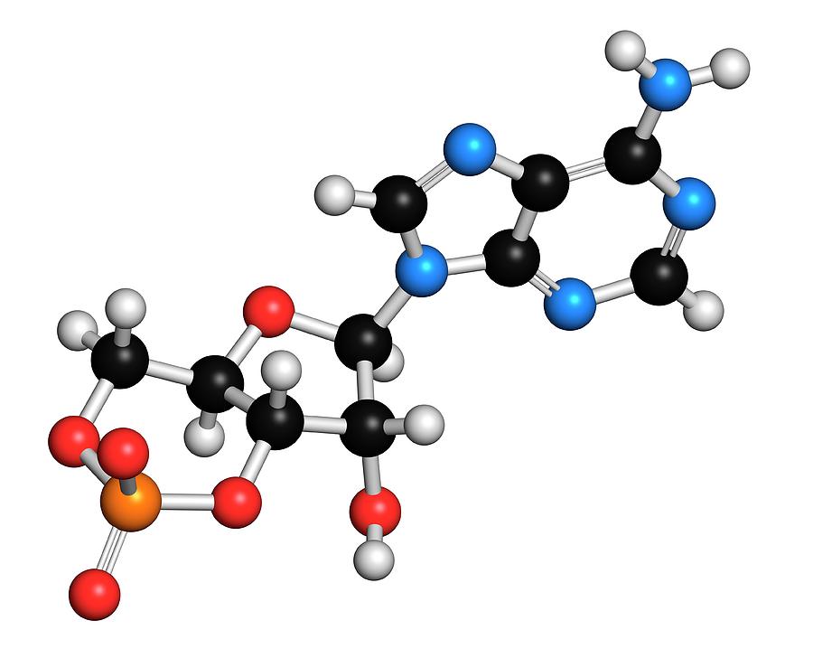 Cyclic Adenosine Monophosphate Molecule Photograph by Molekuul