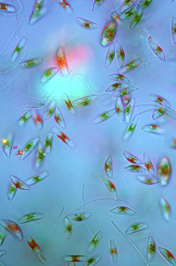 Cymbella Diatoms #1 by Marek Mis