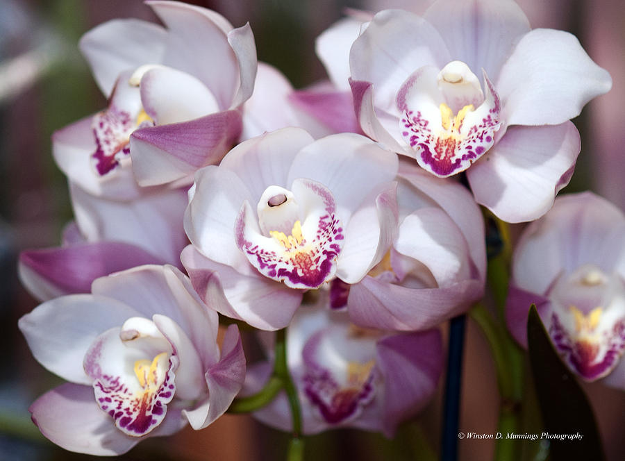 Cymbidium or Boat Orchids #2 Photograph by Winston D Munnings