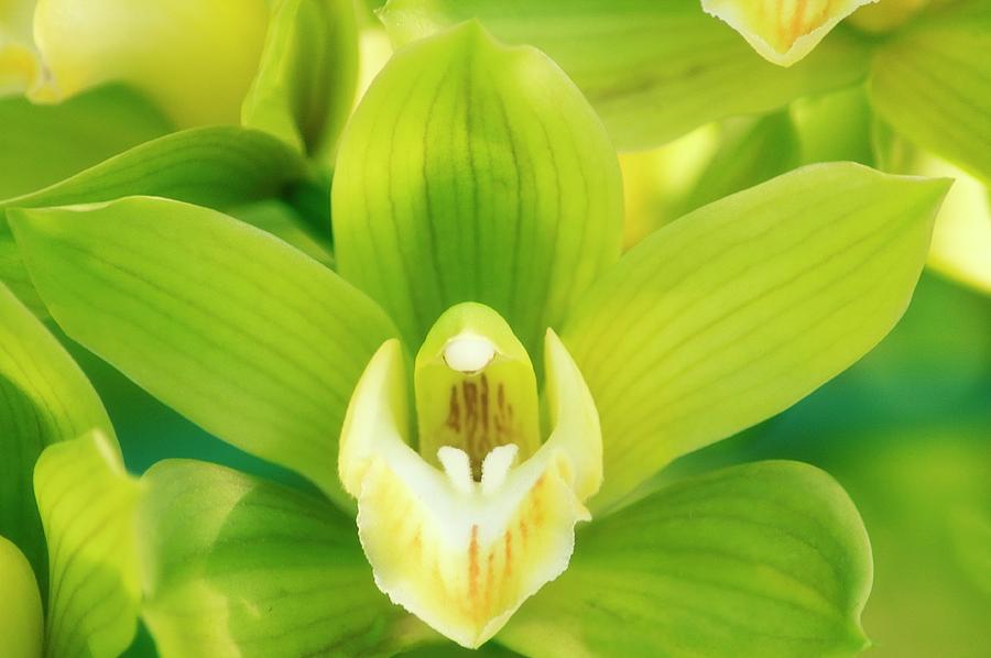 Orchid Photograph - Cymbidium Orchid (cymbidium Sp.) #1 by Maria Mosolova/science Photo Library