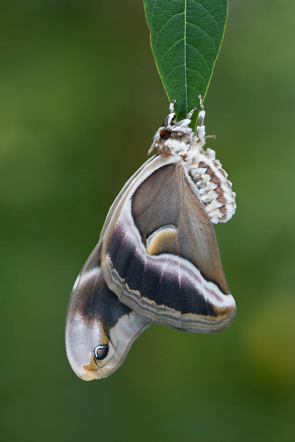 Cynthia Moth #1 Photograph by Jeffrey Lepore