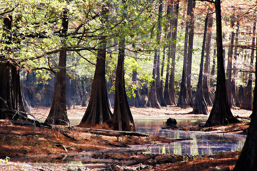Cypress Bend #2 Photograph by Lana Trussell