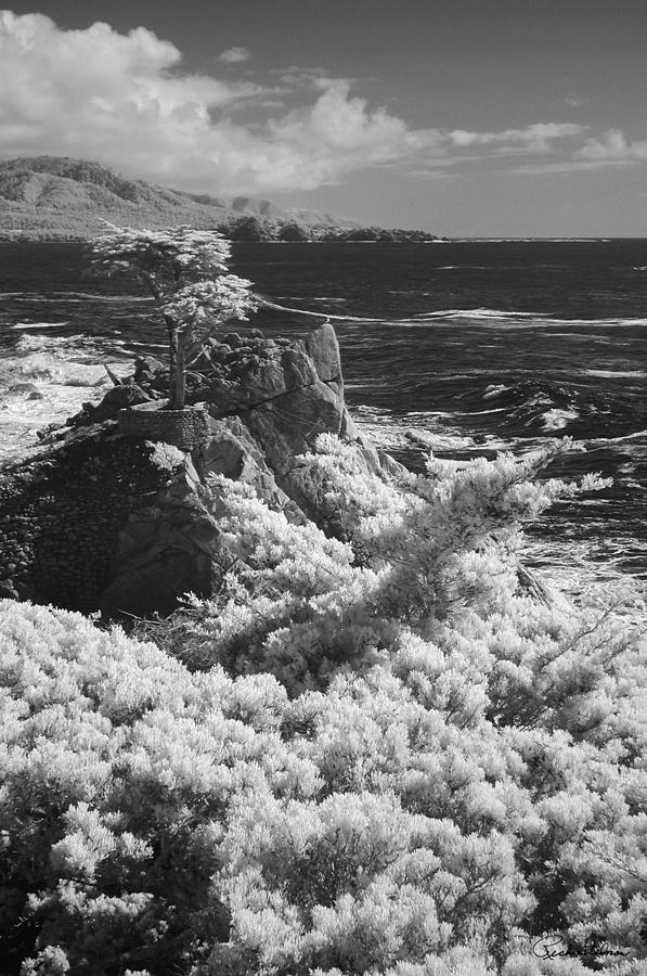 Cypress Point #1 Photograph by Richard Stedman