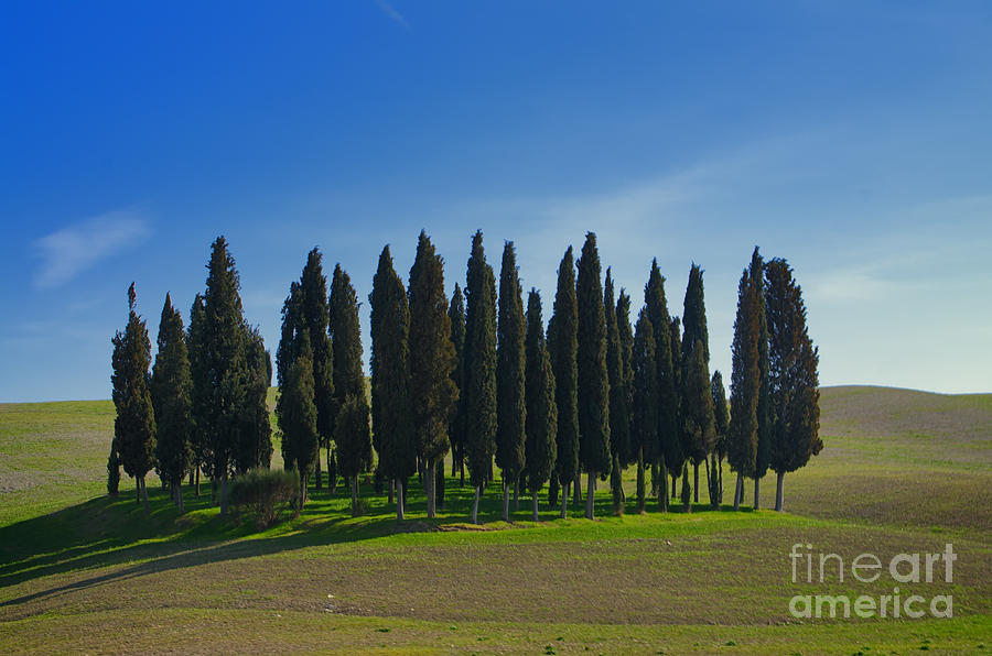 Cypress trees #1 Photograph by Mats Silvan