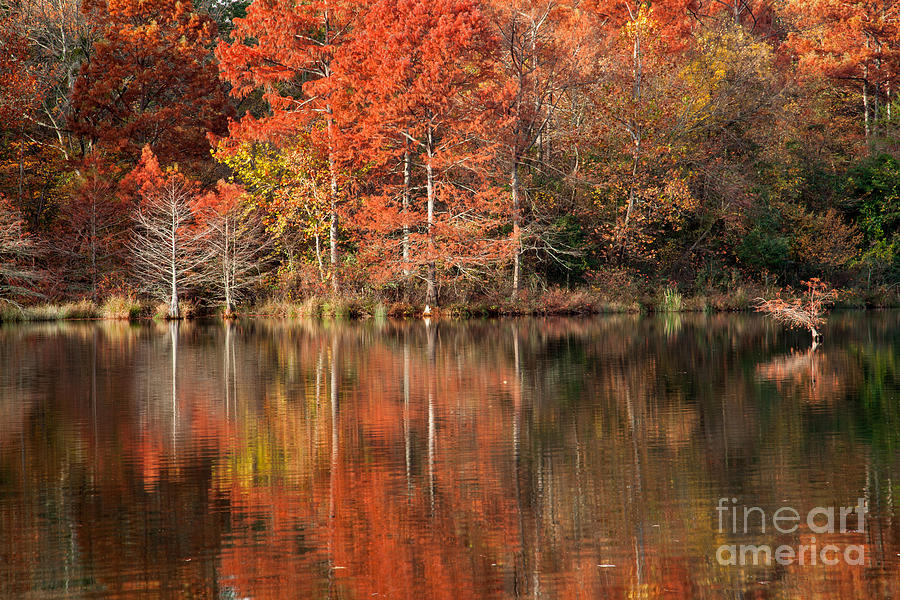 Cypress Trees Reflections #1 Photograph by Iris Greenwell