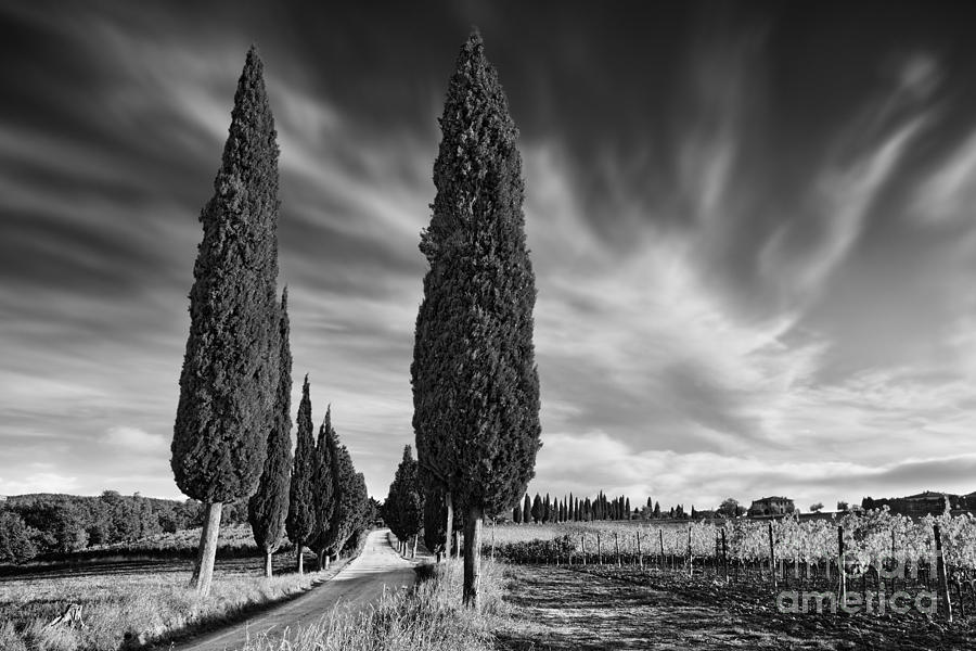 Landscape Photograph - Cypress Trees- Tuscany #2 by Rod McLean