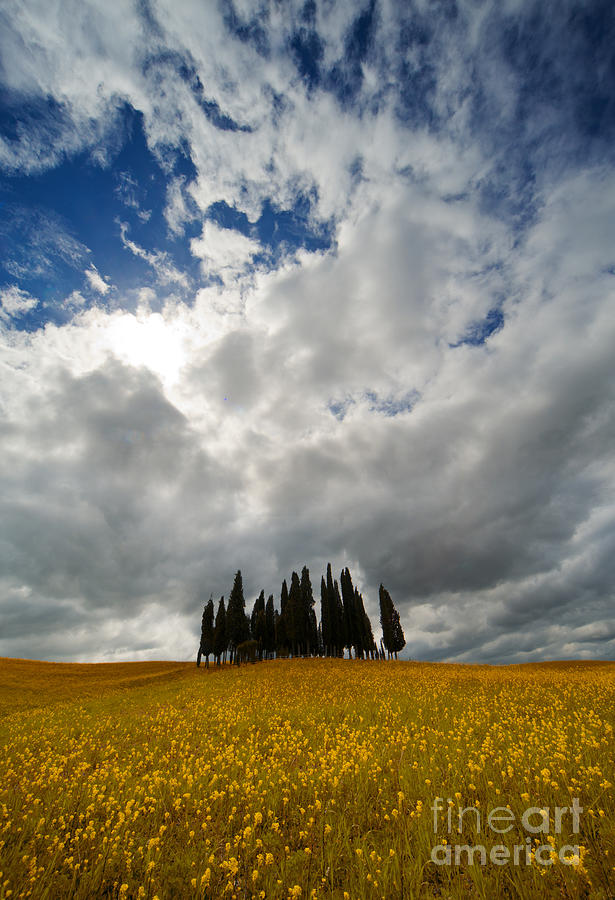 Golden field with cypressess Photograph by Jaroslaw Blaminsky