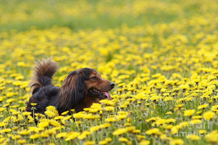 Dachshund on the dandelions meadow #1 Photograph by Michal Boubin