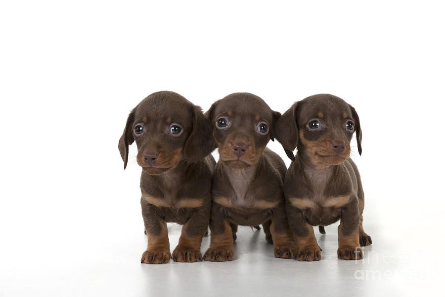 Dachshund Puppy Dogs #3 Photograph by John Daniels