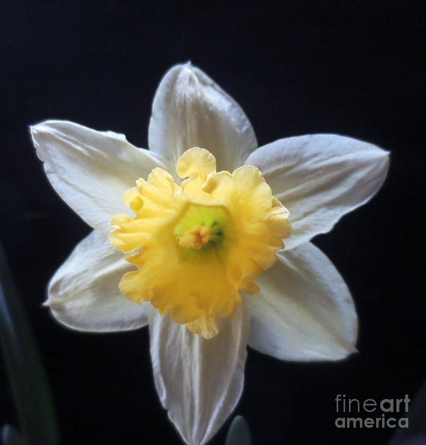 Daffidil #1 Painting by Sandra Spincola