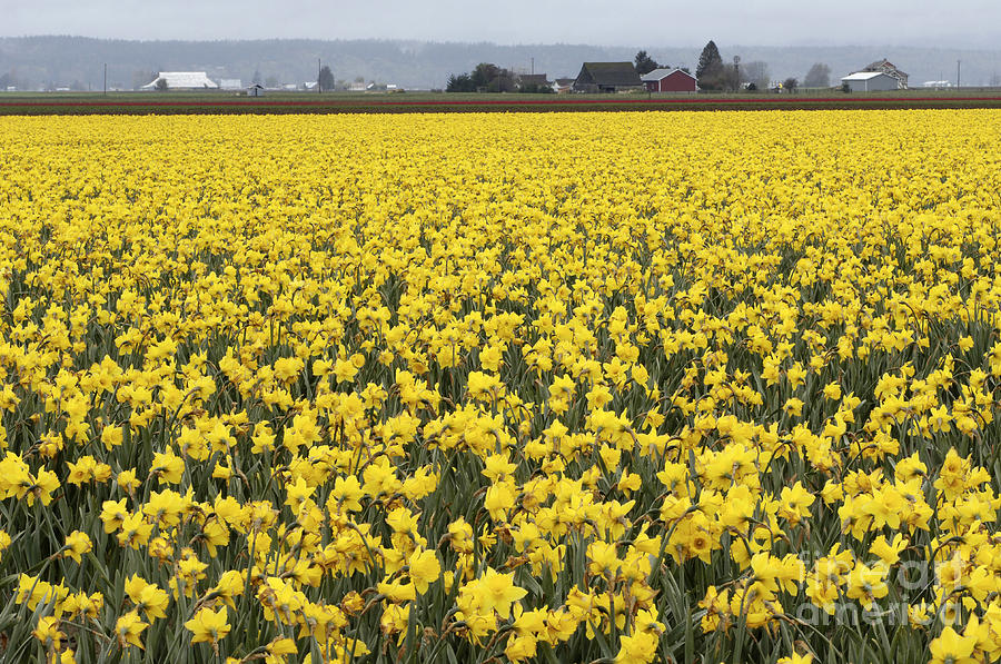 Nature Photograph - Daffodil Field #1 by John Shaw