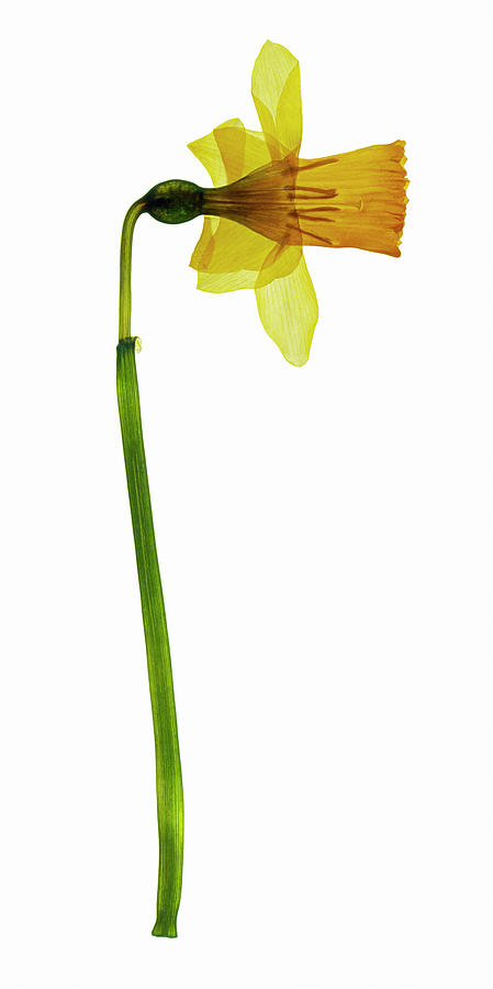 Daffodil Flower #1 Photograph by Gustoimages/science Photo Library