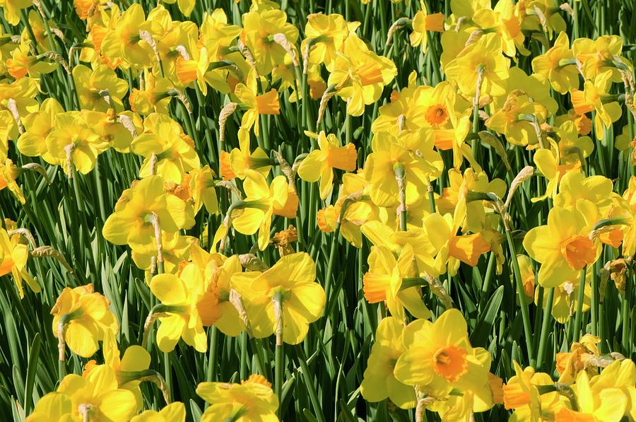 Daffodil (narcissus 'loch Owskelch') #1 by Adrian Thomas/science Photo ...