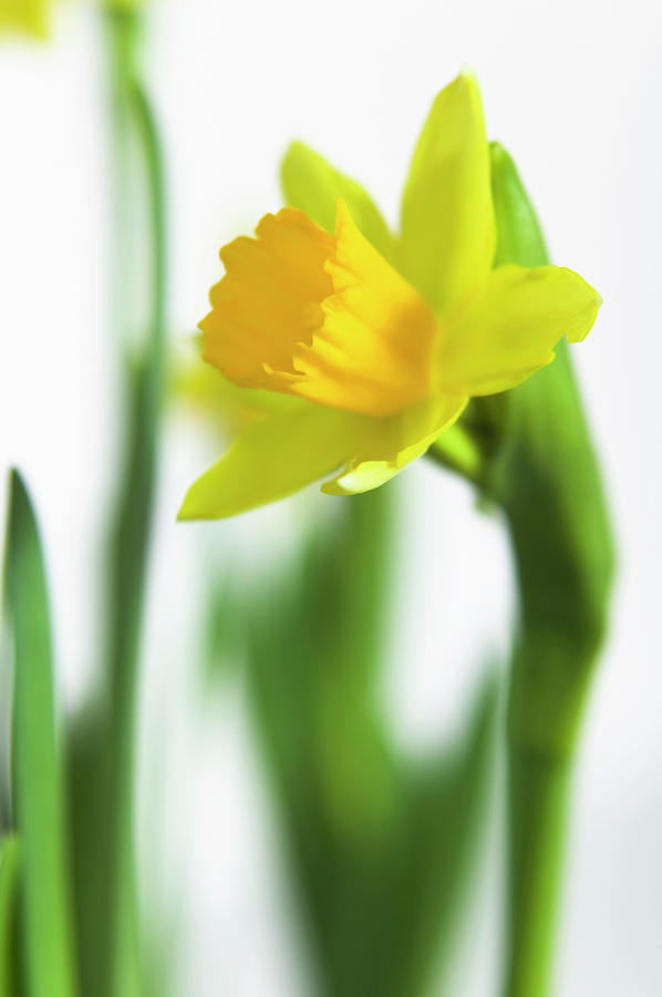 Daffodil (narcissus 'tete A Tete') Photograph by Gustoimages/science ...