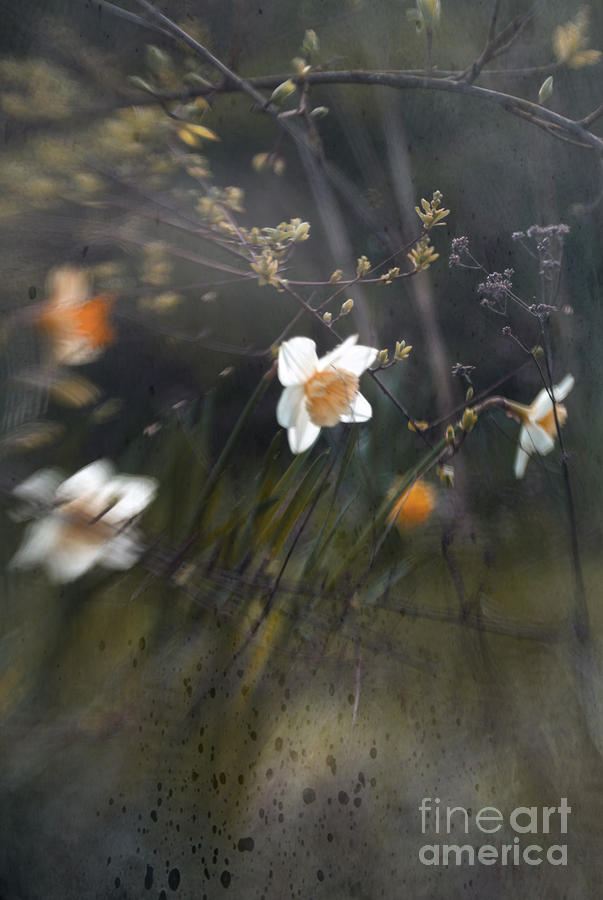 Daffodil Photograph - Daffodills by Angel Ciesniarska
