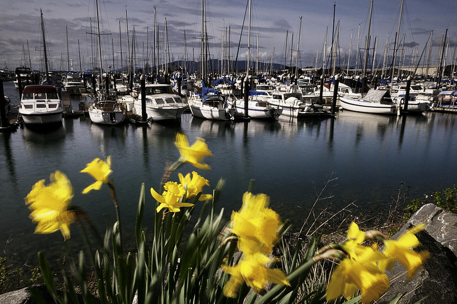 Spring Photograph - Daffodils at Squalicum Harbor #1 by Paul Conrad
