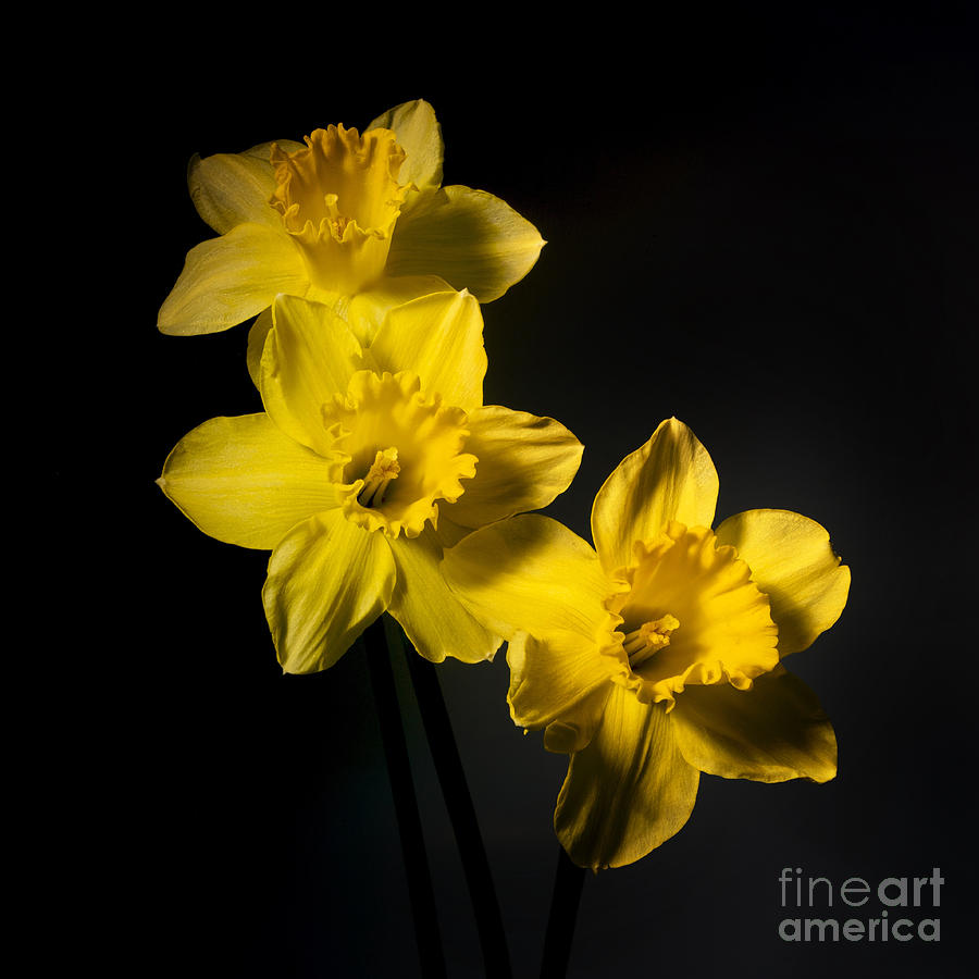 Daffodils #1 Photograph by Bernard Jaubert