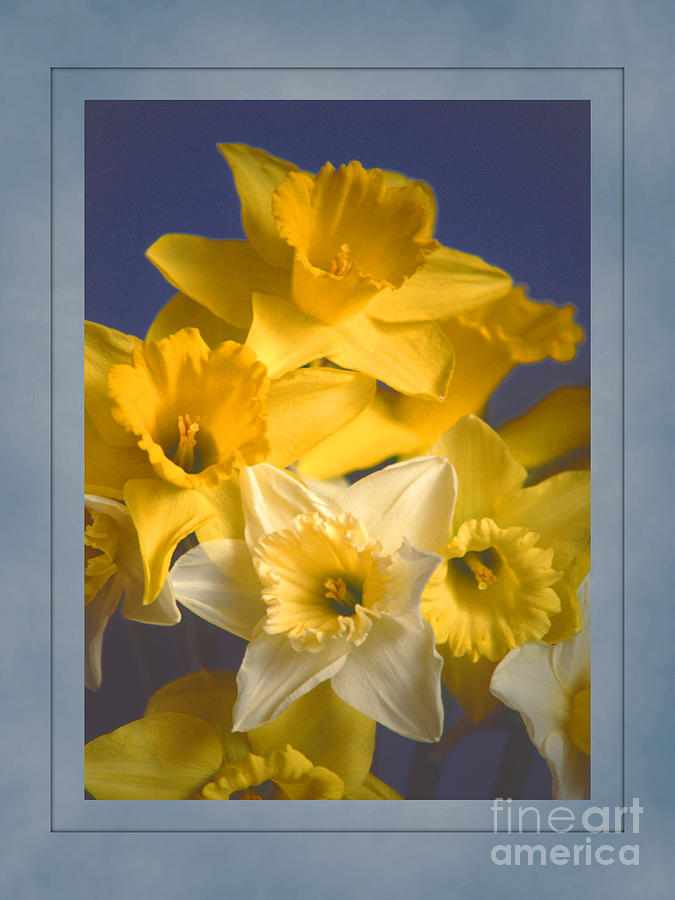 Daffodils #2 Photograph by David Birchall