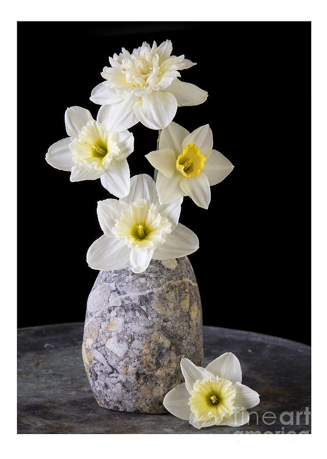 Spring Photograph - Daffodils #1 by Edward Fielding