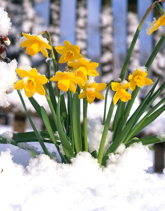 Daffodils In Snow #1 Photograph by Hans Reinhard