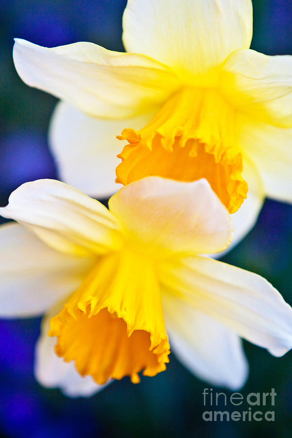 Flower Photograph - Daffodils by Roselynne Broussard