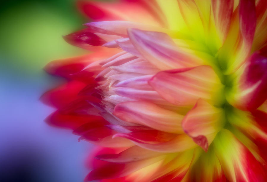 Dahlia Color #1 Photograph by Greg Nyquist