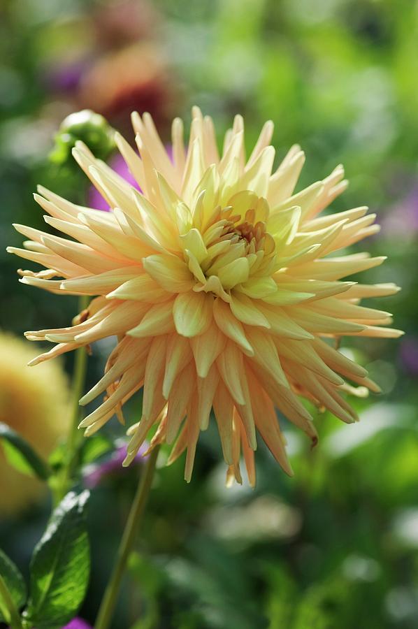 Dahlia Flower (dahlia Sp.) #1 Photograph by Gustoimages/science Photo Library