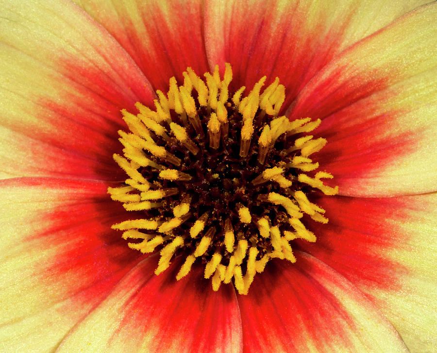 Dahlia Flower Sunshine Centre Abstract #1 Photograph by Science Photo Library Dahlia Flower Sunshine Centre Abstract #1 Photograph by Science Photo Library