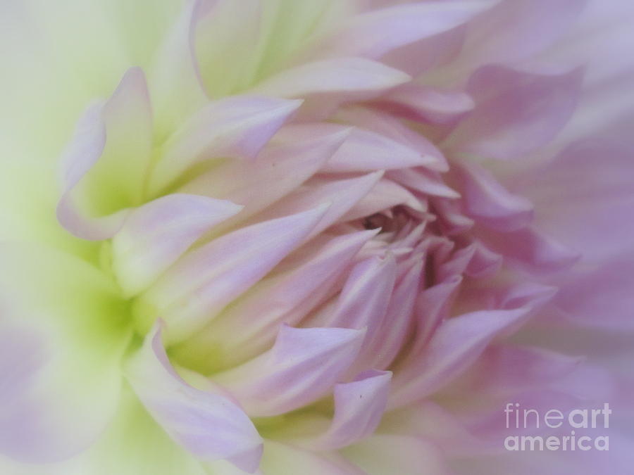 Flower Photograph - Dahlia #1 by Irina Hays