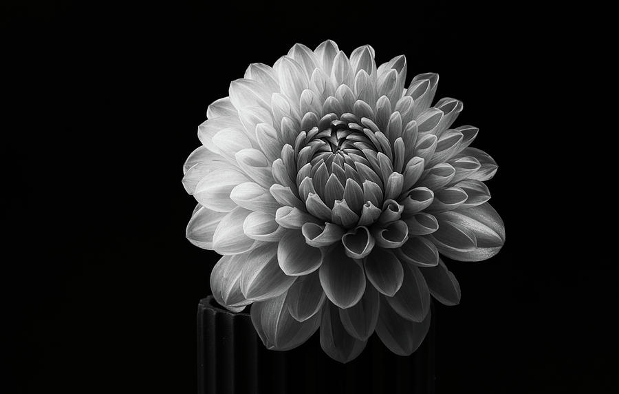 Flower Photograph - Dahlia #1 by Lotte Gr?nkj?r