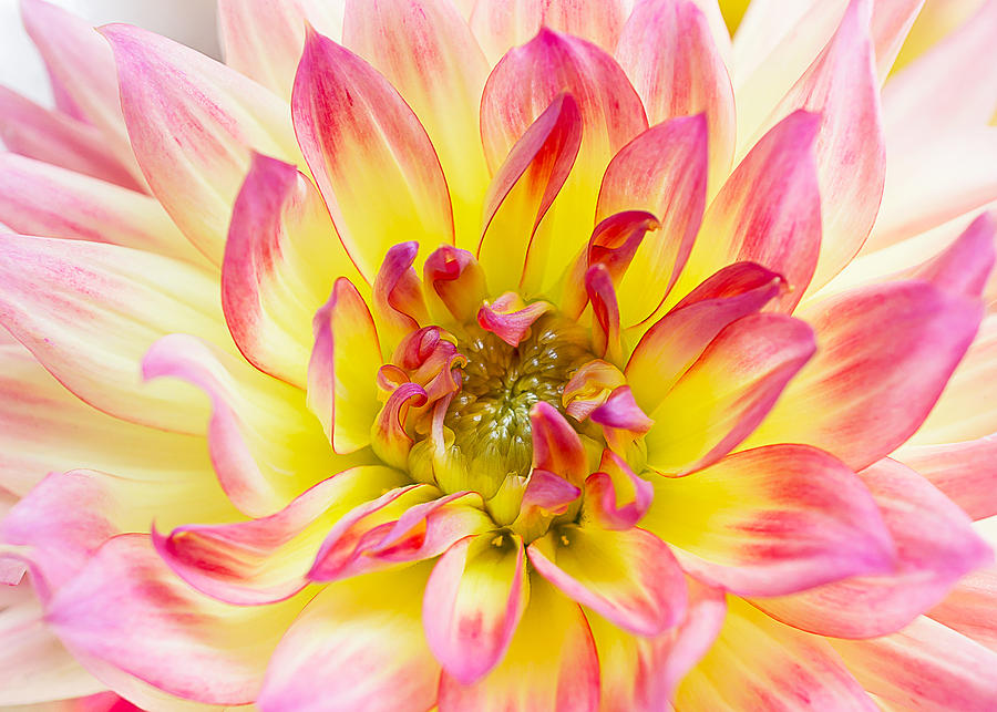 Dahlia by Mariola Szeliga Dahlia by Mariola Szeliga