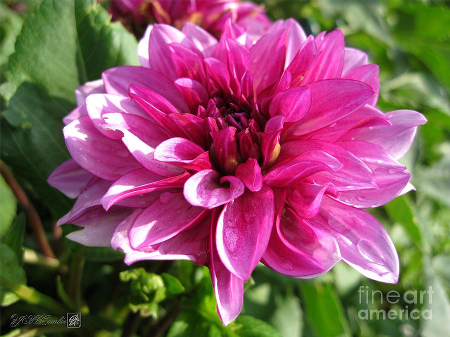Dahlia named Blue Bell #1 Photograph by J McCombie