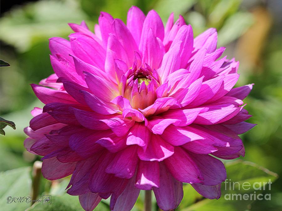 Dahlia named Lilac Time #6 Photograph by J McCombie