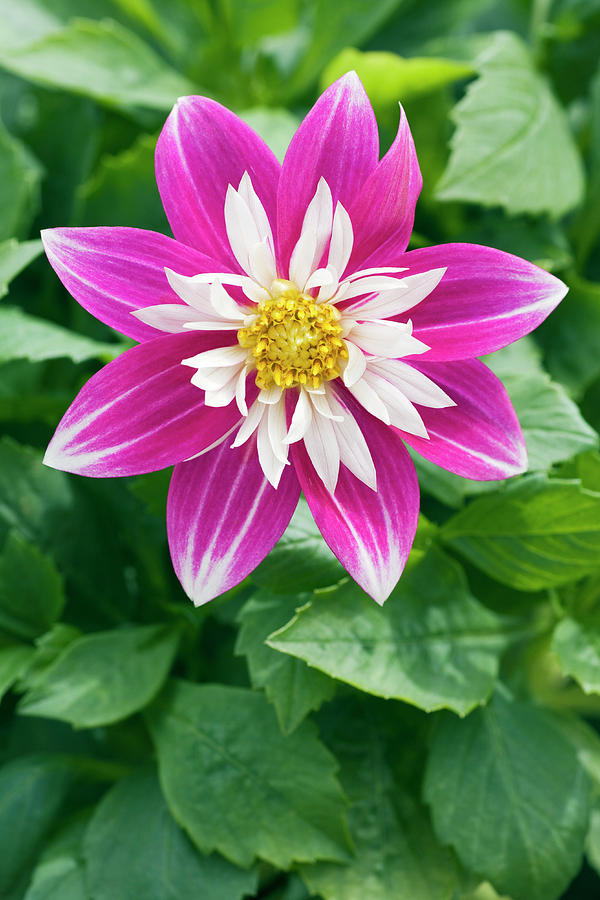 Flower Photograph - Dahlia starsister Series  #1 by Geoff Kidd/science Photo Library