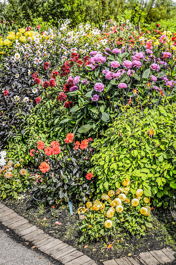 Flower Photograph - Dahlias #1 by Chris Smith