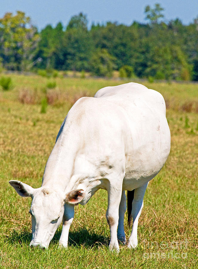 Dairy Cow #1 Photograph by Millard H. Sharp