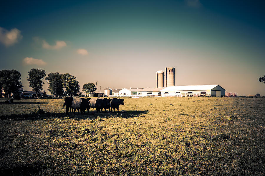 Dairy Farm Photograph