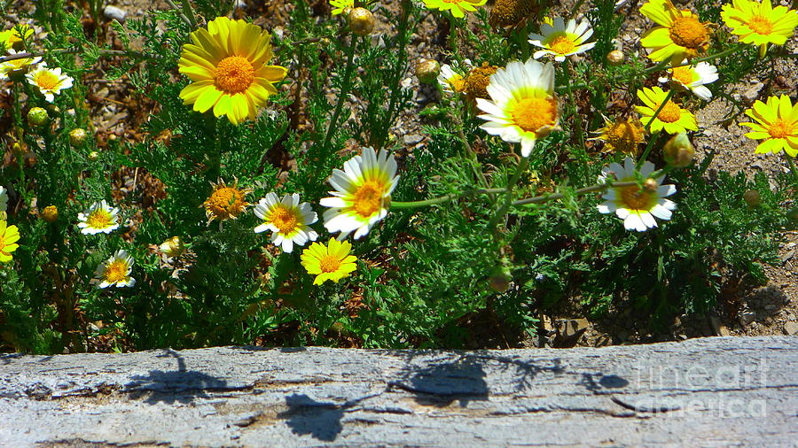 Daisies #2 Photograph by Nora Boghossian