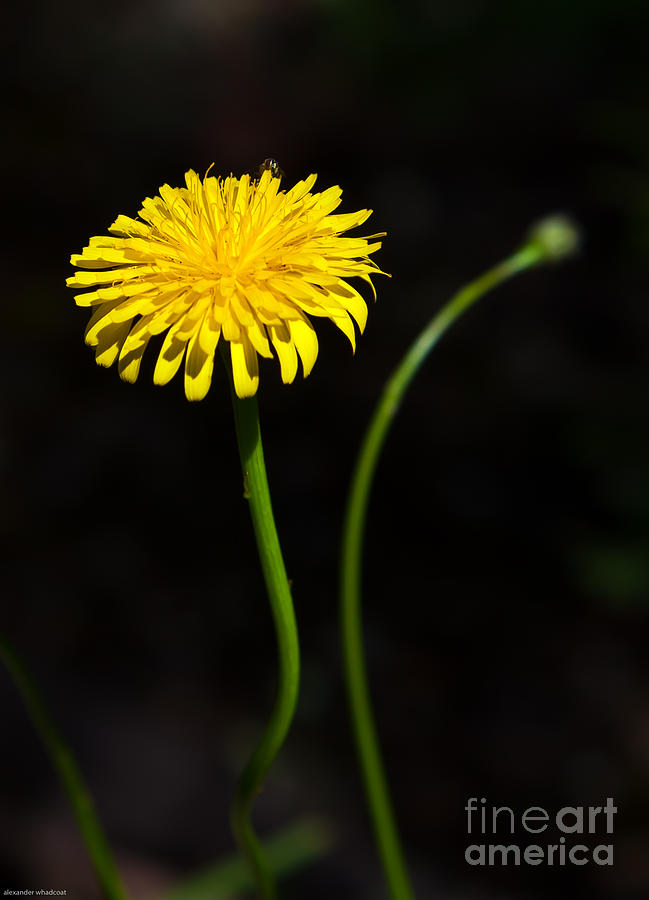 Daisy Flower Photograph by Alexander Whadcoat - Fine Art America