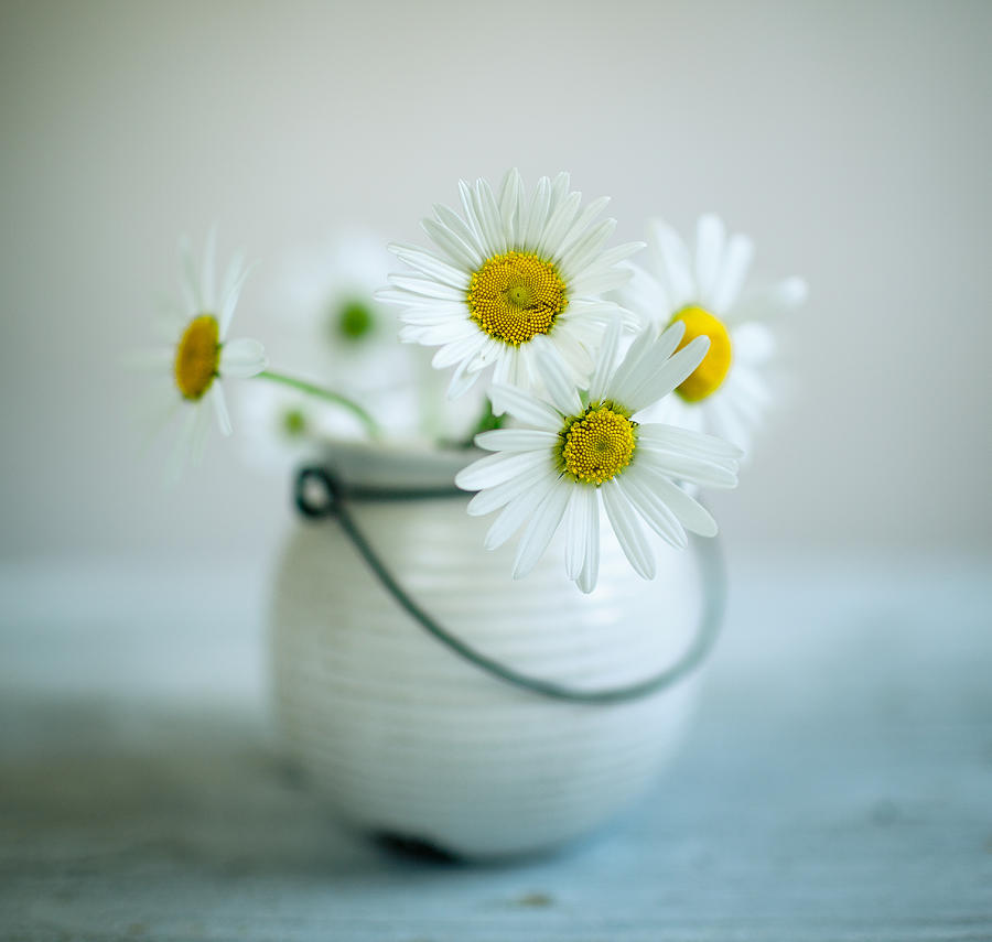 Daisy Photograph - Daisy Flowers #1 by Nailia Schwarz