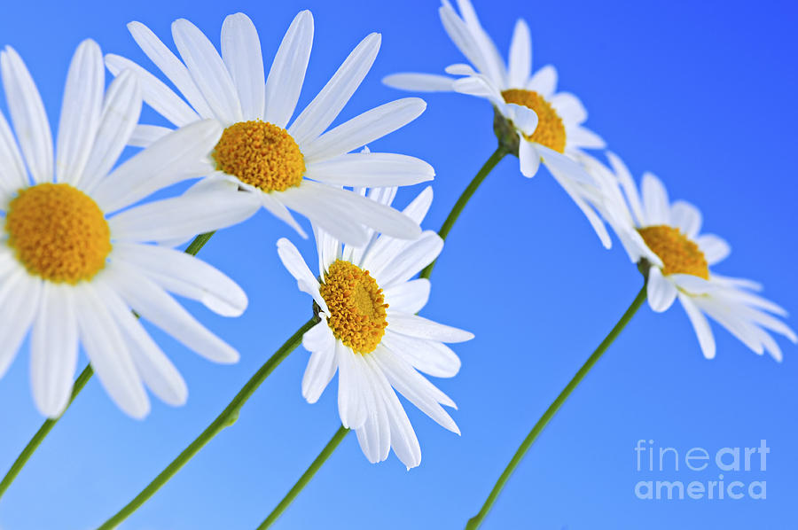 Daisy flowers on blue background Photograph by Elena Elisseeva