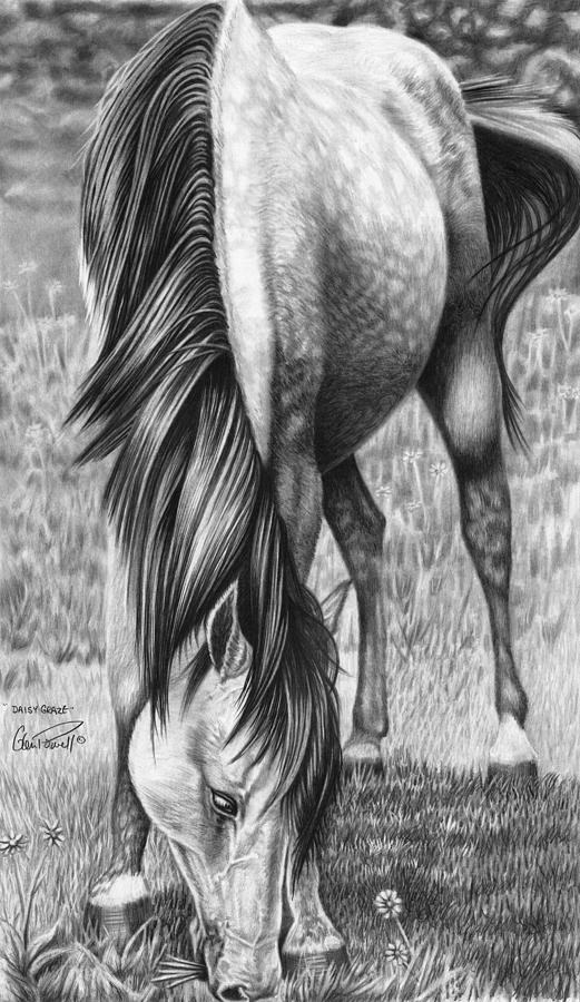 Horse Drawing - Daisy Graze by Glen Powell