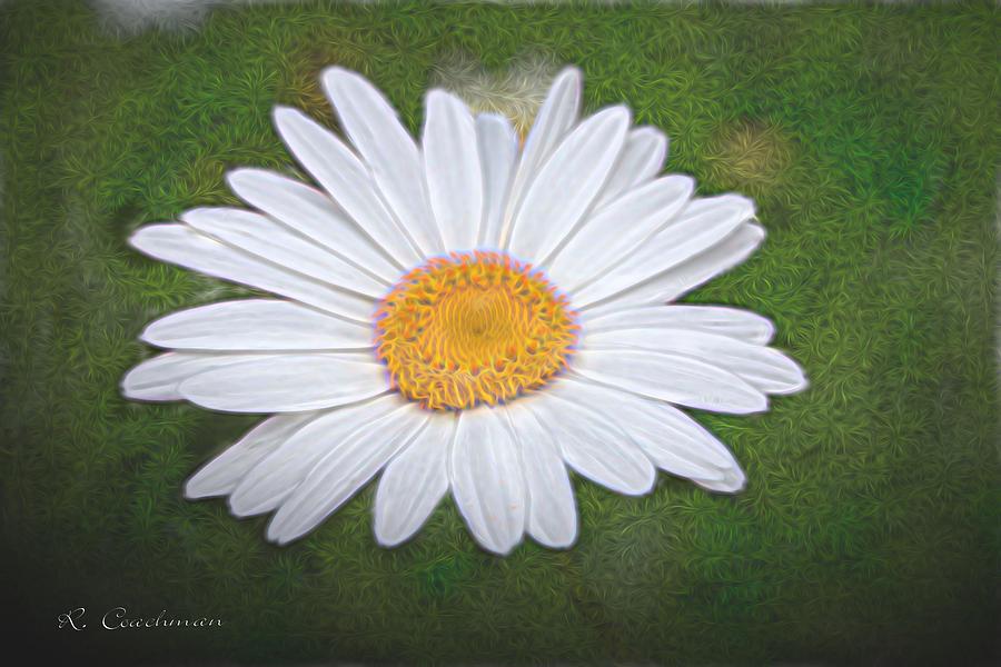 Daisy in the Bush Painting Painting by Renette Coachman